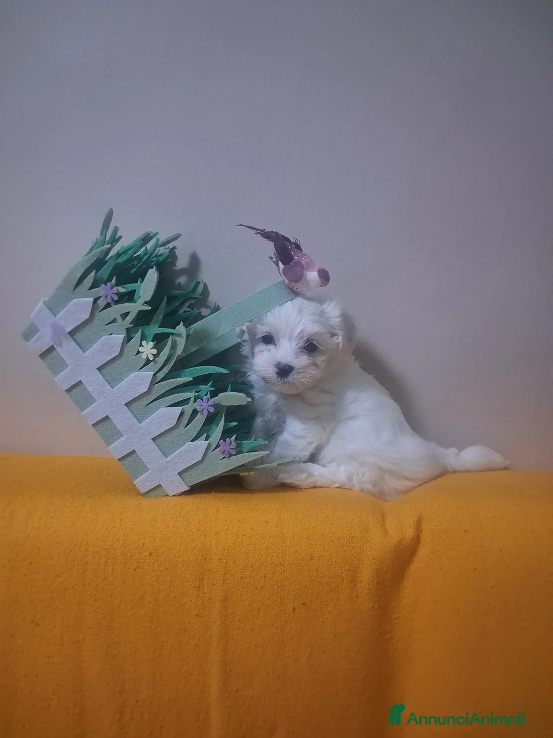 Maltese cani in vendita: Bishom malteze femina - Annuncio 2