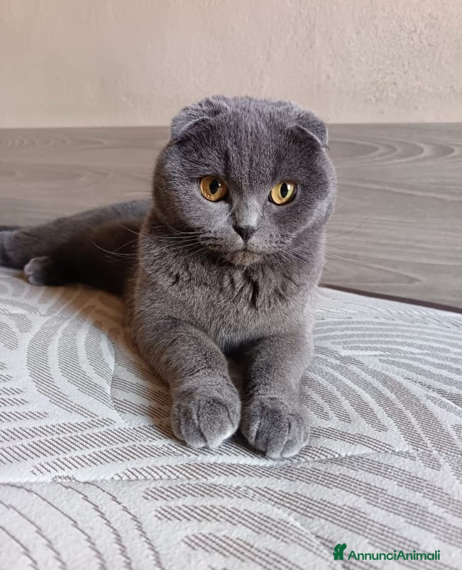 Scottish gatti CERCO FIDANZATO BRITISCH a Provincia di Piacenza - Annuncio 1