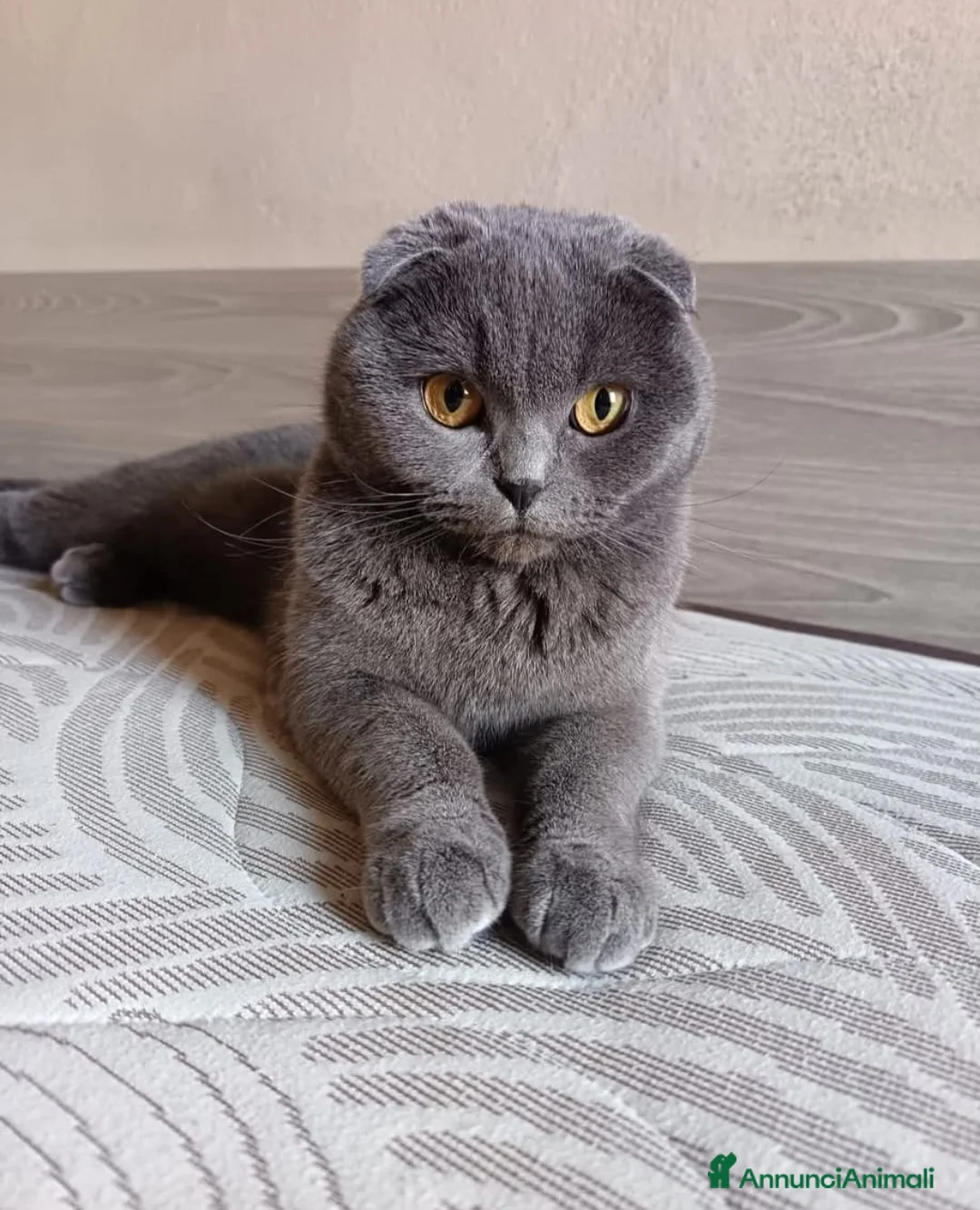 Scottish gatti per accoppiamento: CERCO FIDANZATO BRITISCH a Provincia di Piacenza - Annuncio 1