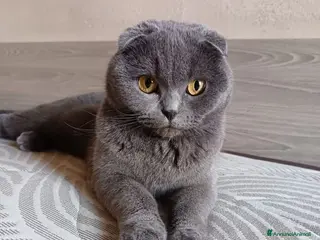 Scottish gatti CERCO FIDANZATO BRITISCH a Provincia di Piacenza - Annuncio 1