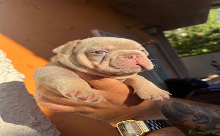 Bulldog Francese cani a Città metropolitana di Palermo - Annuncio 17