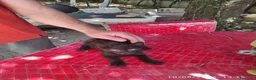 Meticcio gatti in regalo: Gattini fratellini in cerca di casa - Annuncio 7