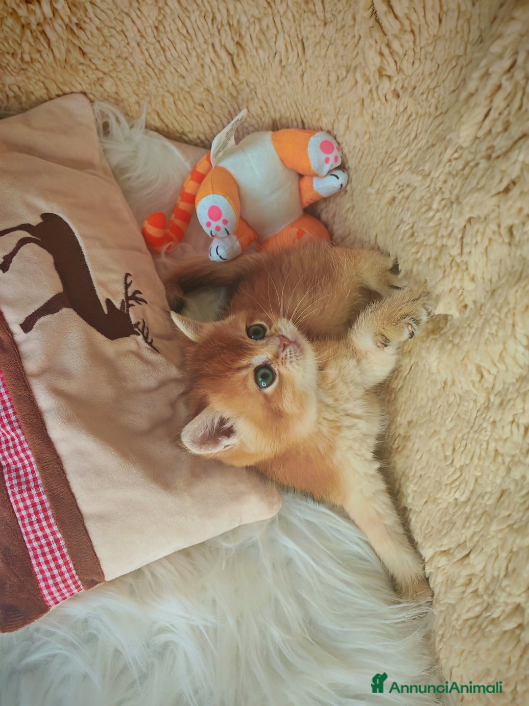 Scottish gatti in vendita: Gattini Scottish Rossicci - Annuncio 3