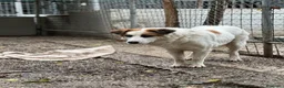 Meticcio cani in regalo: Sofia: amichevole e tranquilla, dolce con tutti  - Annuncio 9
