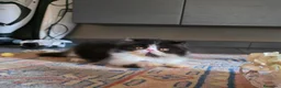 Persiano gatti in vendita: Gatti persiani  - Annuncio 11