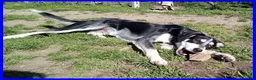 Meticcio cani in regalo: DUMBO un simpaticone! - Annuncio 2