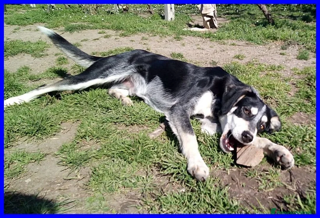 Meticcio cani in regalo: DUMBO un simpaticone! - Annuncio 2