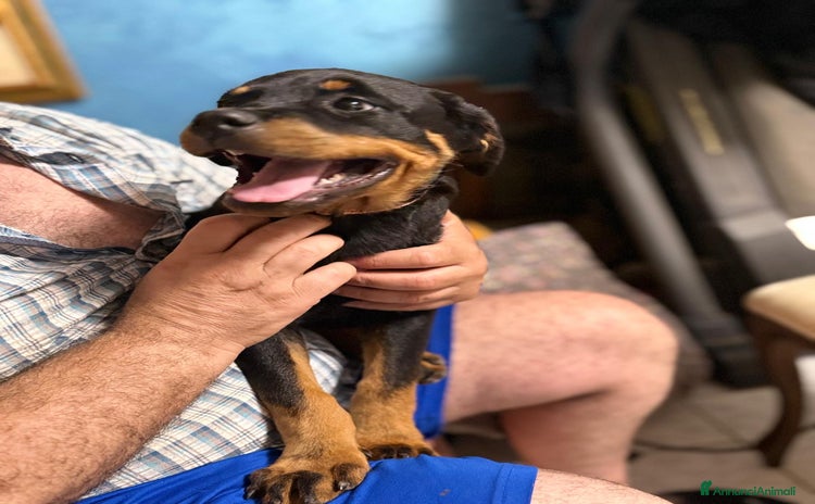 Rottweiler cani a Provincia di Massa e Carrara - Annuncio 9