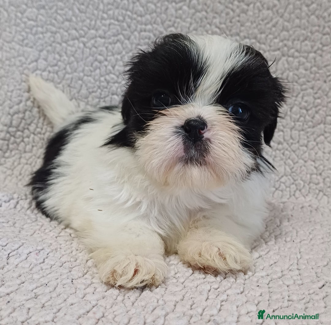 Shih Tzu cani in vendita: Cucciola shih-tzu shitzu shihtzu  - Annuncio 7