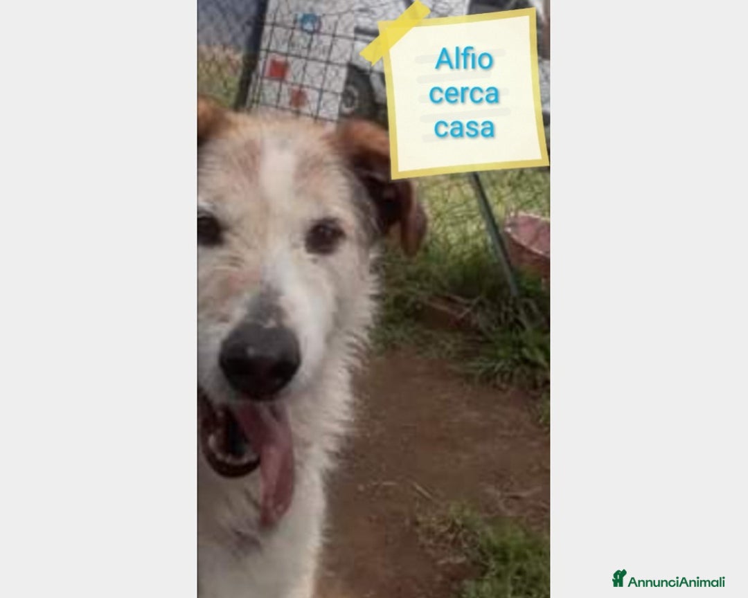 Meticcio cani in regalo: SE HAI DECISO DI CONDIVIDERE LA TUA VITA  a Roma - Annuncio 1