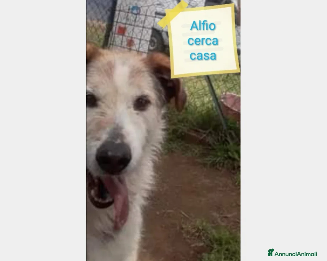 Meticcio cani in regalo: SE HAI DECISO DI CONDIVIDERE LA TUA VITA  a Roma - Annuncio 1