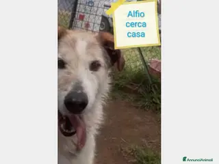 Meticcio cani SE HAI DECISO DI CONDIVIDERE LA TUA VITA a Roma - Annuncio 2