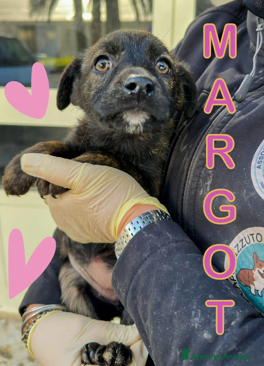 Meticcio cani in regalo: MARGOT 🩷 - cucciola futura taglia media cerca 🏡  - Annuncio 1