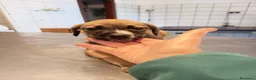 Meticcio cani in regalo: CUCCIOLI CERCANO CASA  - Annuncio 3