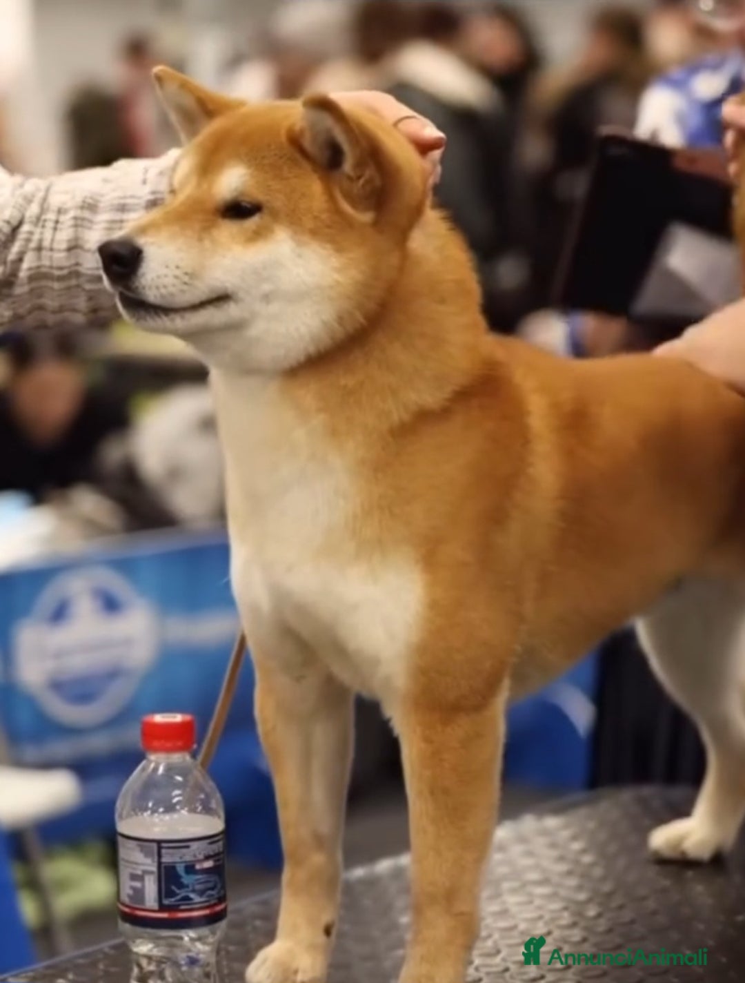 Shiba Inu cani in vendita: Cuccioli di Shiba inu - Annuncio 2
