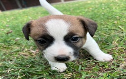 Jack Russell cani in vendita: Cuccioli jack russell  a Provincia di Reggio Emilia - Immagine 5
