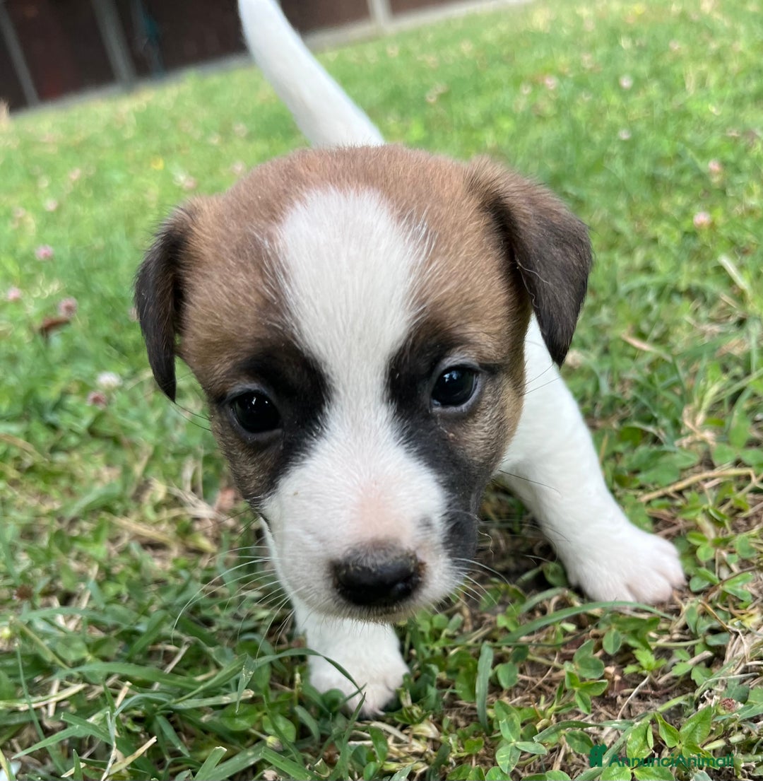 Jack Russell cani in vendita: Cuccioli jack russell  a Provincia di Reggio Emilia - Immagine 5
