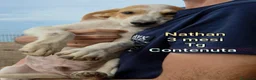 Meticcio cani in regalo: TROPPI CUCCIOLI SOLI IN RIFUGIO  a Provincia di Verona - Annuncio 4