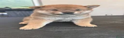 Shiba Inu cani in vendita: Meravigliosi cuccioli di Shiba Inu - Annuncio 3