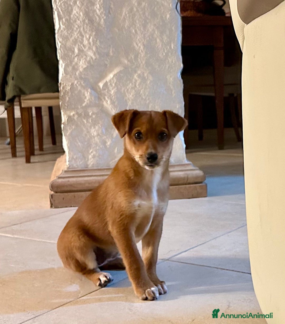 Meticcio cani in regalo: ORNELLA 🩷 -cucciola, dolcezza fatta a cagnolina😍 - Annuncio 4
