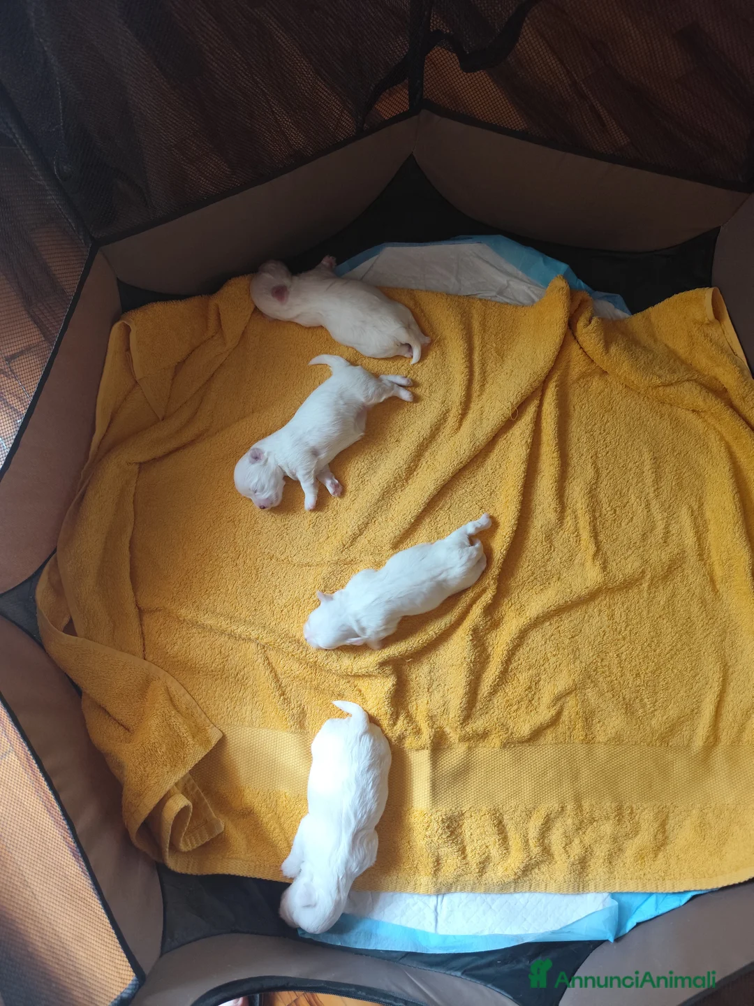 Maltese cani in vendita: Cuccioli di maltese - Annuncio 2