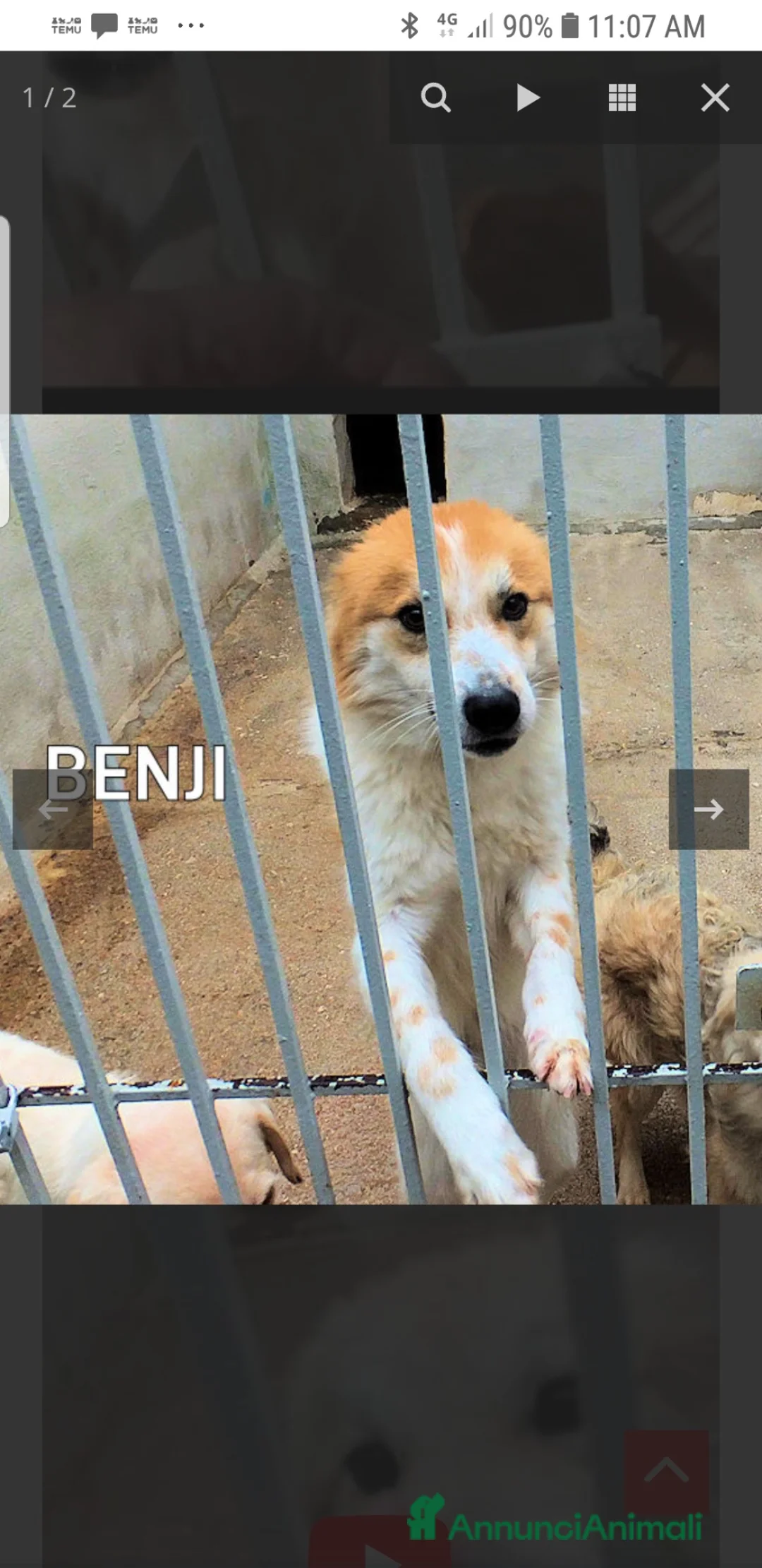 Meticcio cani in regalo: ADOZ.del💔:meraviglioso,dolciss.abbandonato a 1mes - Annuncio 2