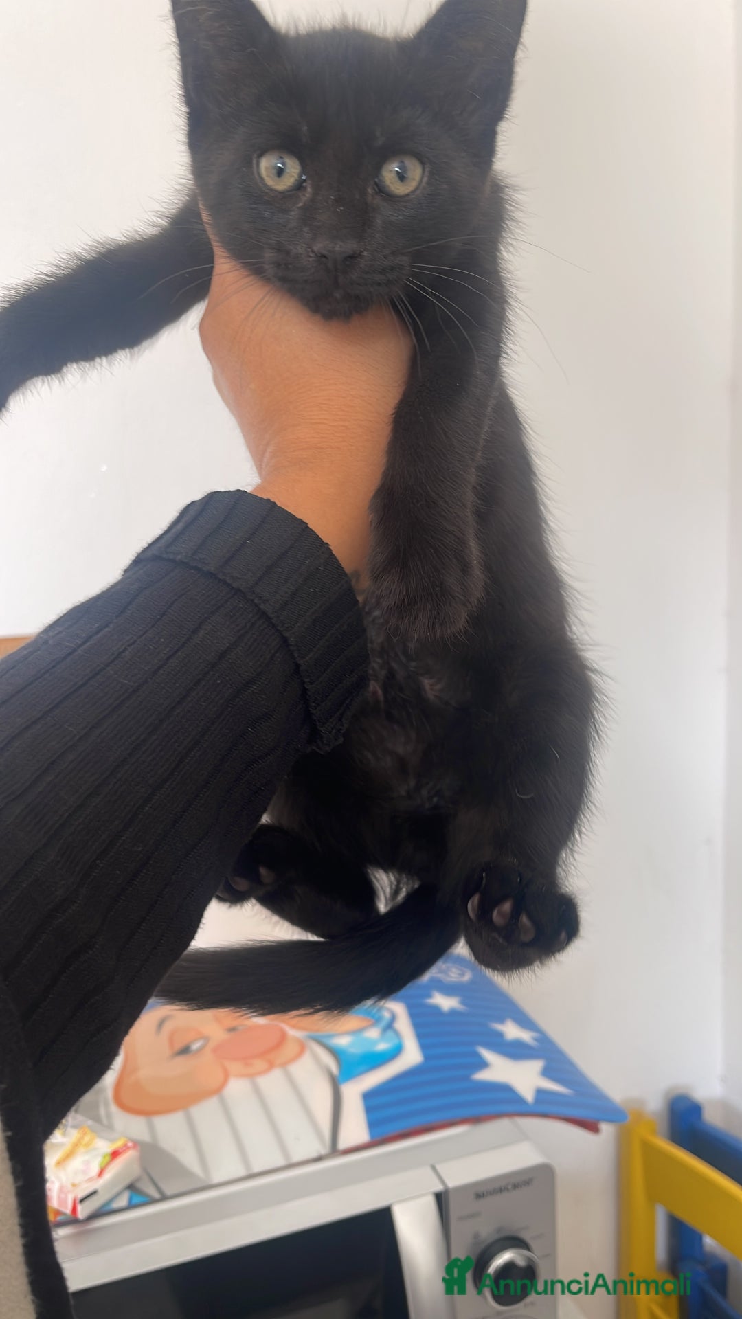 Maine Coon gatti in vendita: Cuccioli misti Maine coon  - Immagine 3