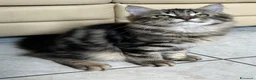 Siberiano gatti in vendita: Cuccioli Siberiano - Annuncio 13