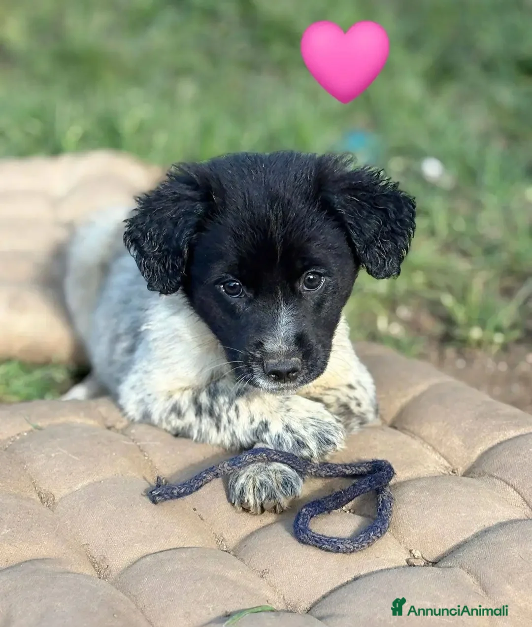 Meticcio cani in regalo: UNA MAMMA PER TRILLY a Provincia di Varese - Annuncio 1