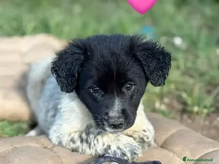 Meticcio cani UNA MAMMA PER TRILLY - Annuncio 1