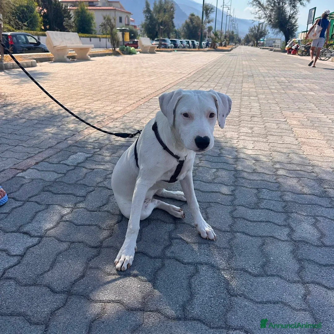 Meticcio cani in regalo: Alice a Provincia di Cremona - Annuncio 3