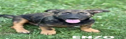Meticcio cani in regalo: ENZO, lupacchiotto ZAMPACORTA simpaticissimo! - Annuncio 2