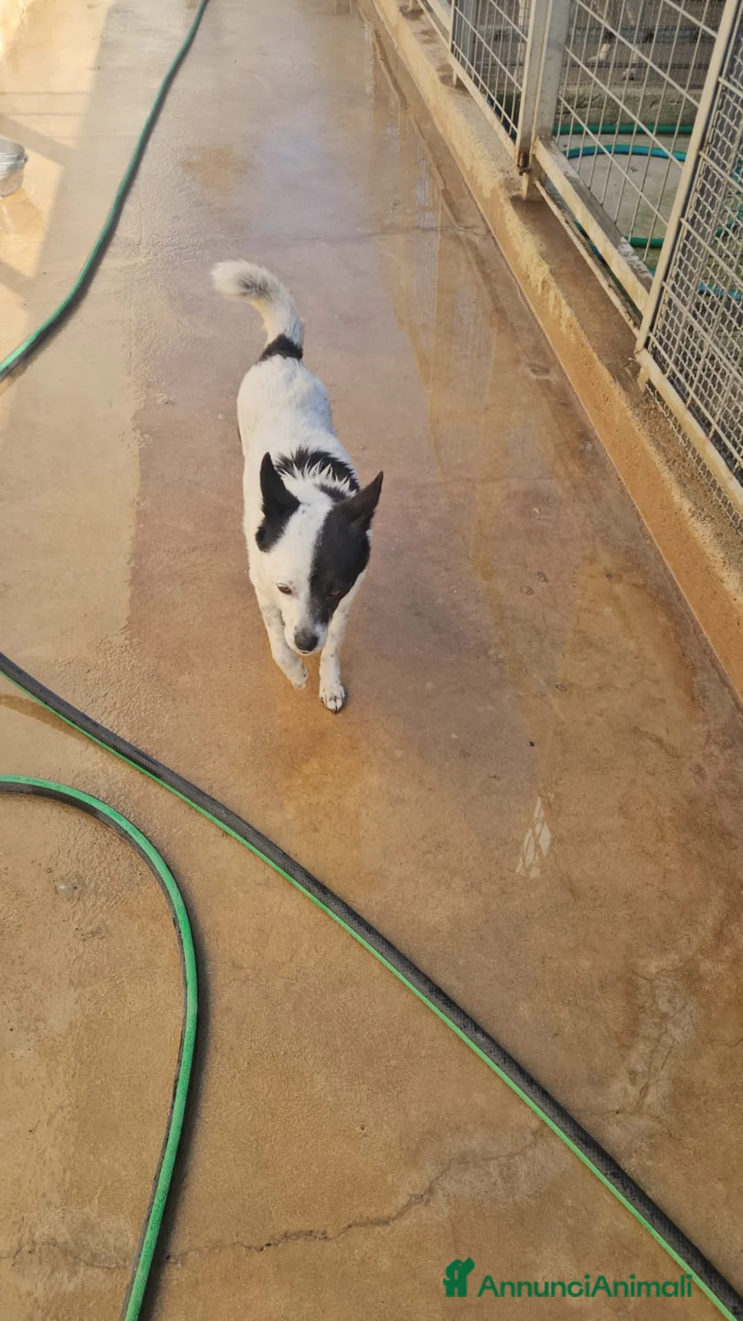 Meticcio cani in regalo: Pasqualina: 2 anni, taglia piccola. Socievole  - Annuncio 2