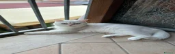 Scottish gatti in vendita: Scottish Fold femmina a Provincia di Ravenna - Annuncio 4