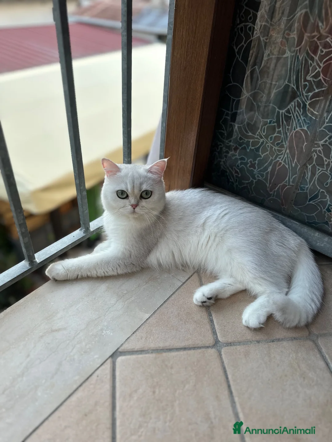 Scottish gatti in vendita: Scottish Fold femmina a Provincia di Ravenna - Annuncio 4