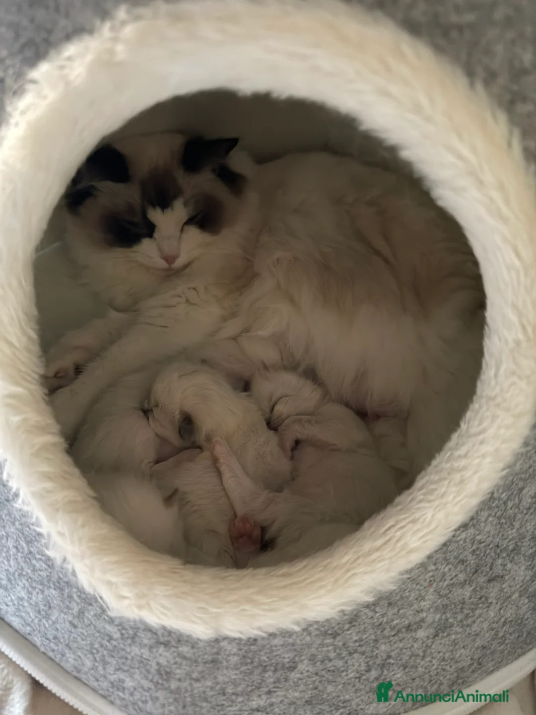 Ragdoll gatti in vendita: Vendesi cuccioli Ragdoll - Annuncio 2