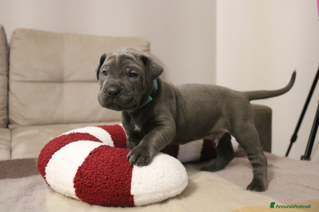 Cane Corso cani in vendita: Cuccioli Cane Corso grigi  - Annuncio 6