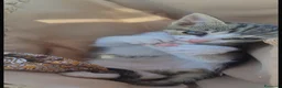 Europeo gatti in regalo: Maila piccolissima micina cerca casa - Annuncio 1