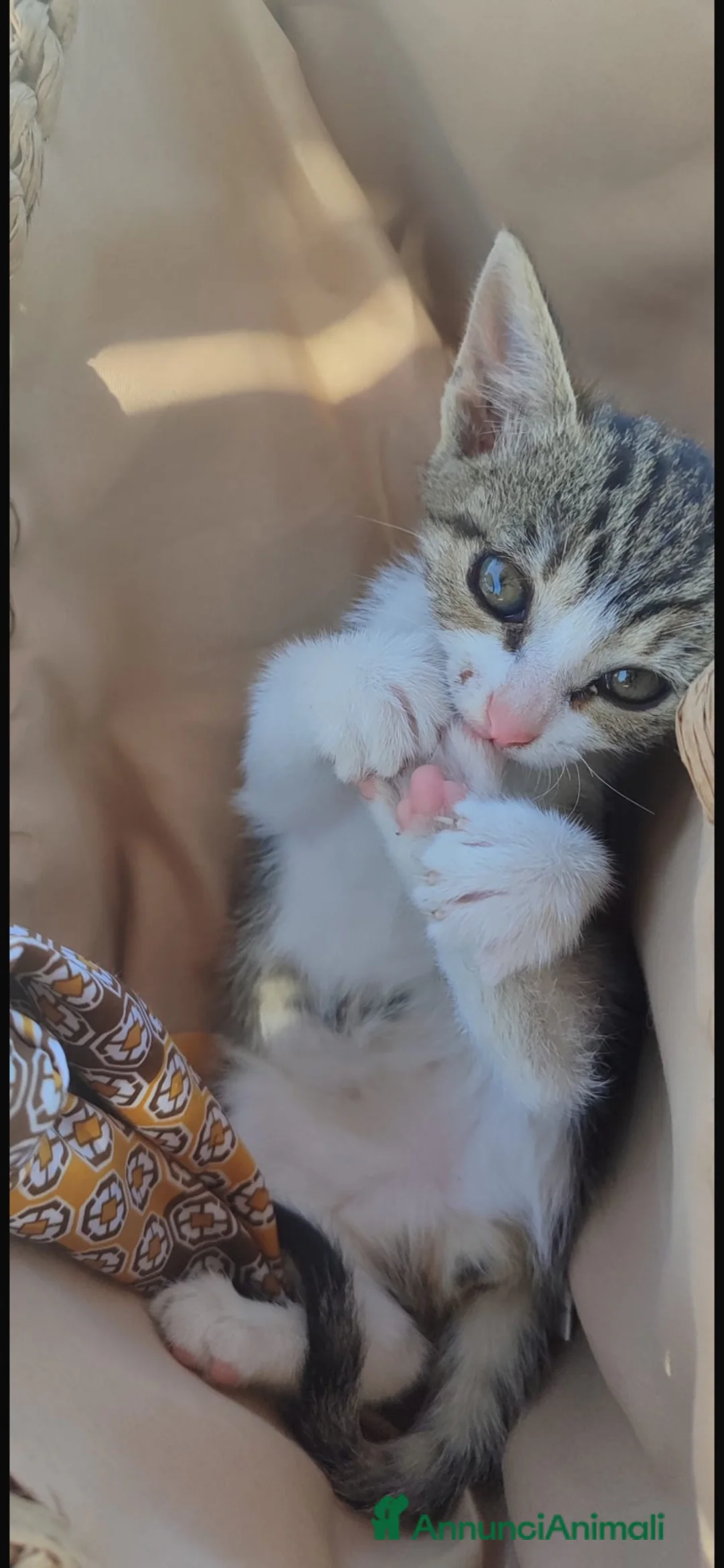 Europeo gatti in regalo: Maila piccolissima micina cerca casa - Annuncio 1
