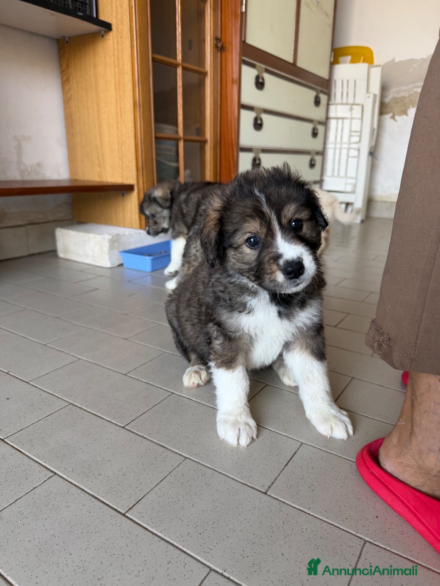 Meticcio cani Mars cerca casa 🩵 - Annuncio 39