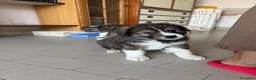 Meticcio cani in regalo: Mars cerca casa 🩵 - Annuncio 1