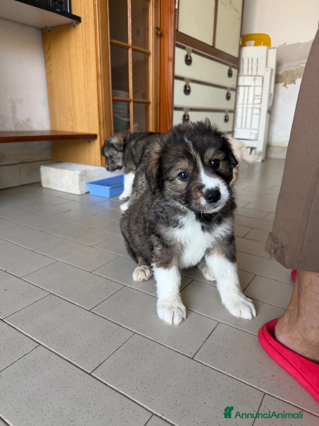 Meticcio cani in regalo: Mars cerca casa 🩵 - Annuncio 1
