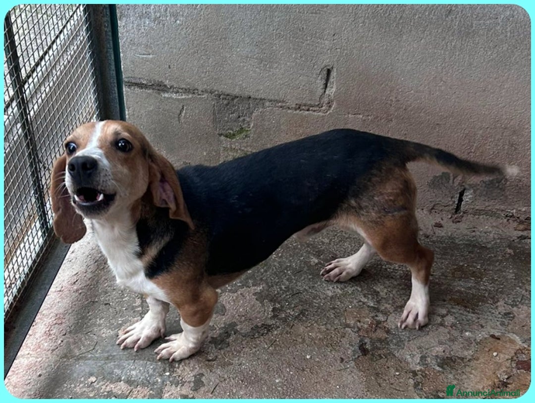 Beagle cani in regalo: NAPOLEONE MIX BEAGLE 4 ANNI SI DISPERA NEL SUO BOX - Annuncio 9