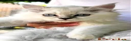 Persiano gatti in vendita: Cuccioli Persiani Doll Face a Provincia di Lucca - Annuncio 3