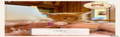 Orfeo - Maine Coon - Il Sogno Di Lola