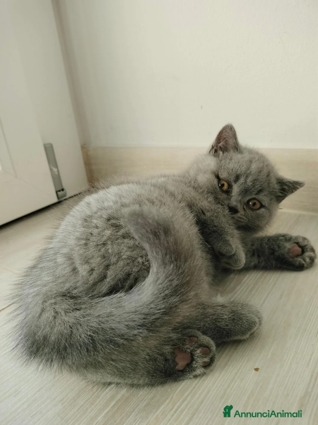 British gatti in vendita: British shorthair cucciolo - Annuncio 2