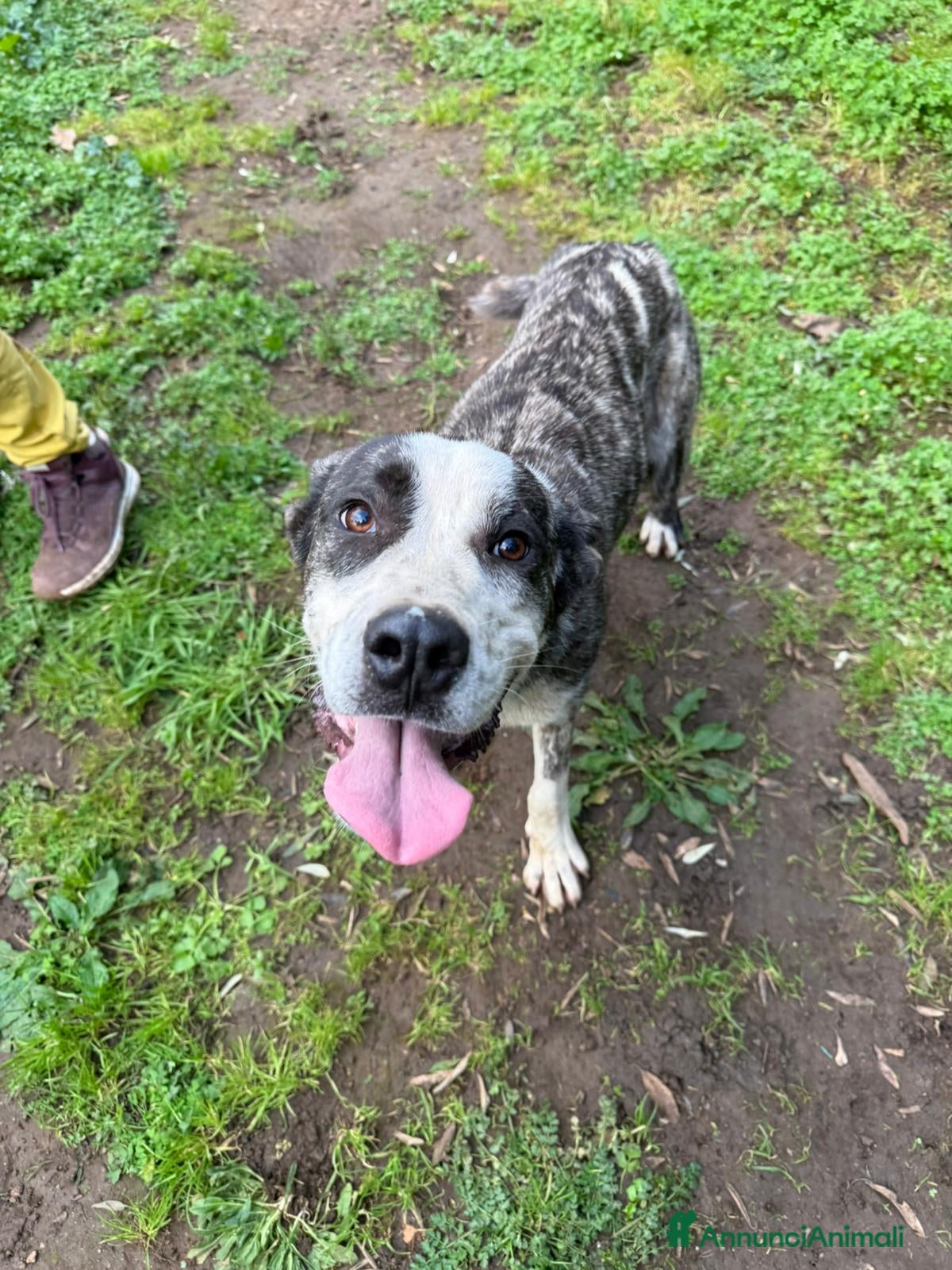 Meticcio cani CUCCIOLO OTIS - Annuncio 17