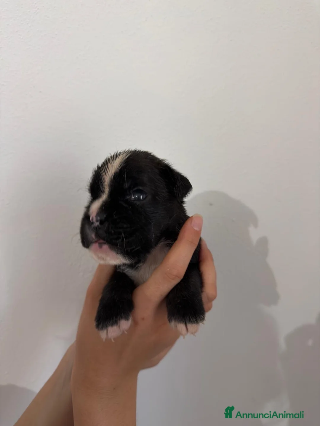 Boxer cani in vendita: Boxer cuccioli - Annuncio 5