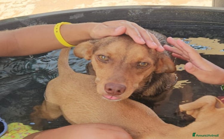 Meticcio cani a Città Metropolitana di Genova - Annuncio 4