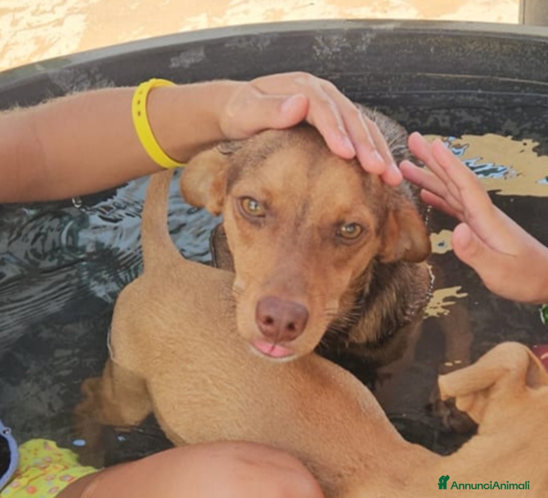 Meticcio cani in regalo: Lupo: cucciolotto taglia piccola socievole  a Città Metropolitana di Genova - Annuncio 2